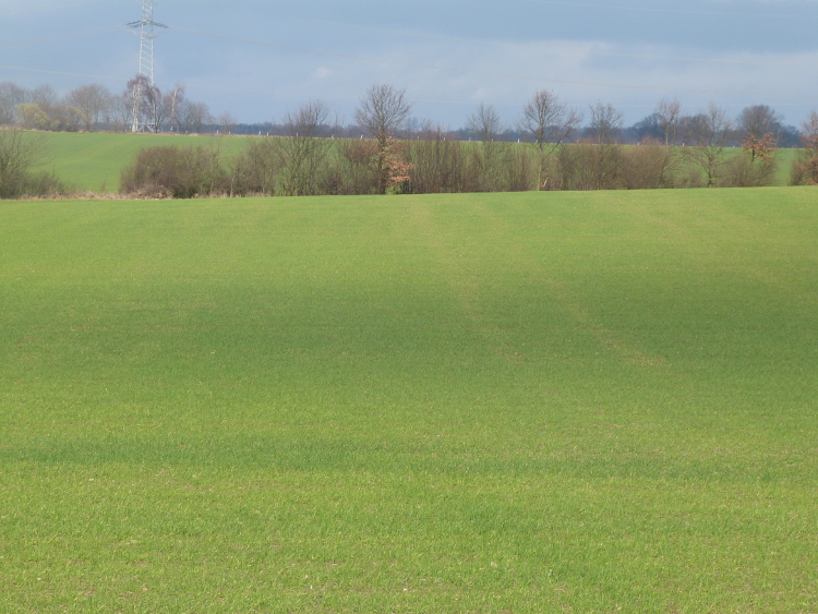 DE wheat field February 2018 small