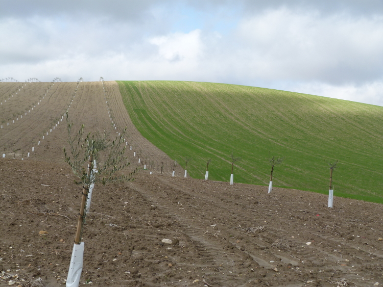 ES picture wheat and olive trees Cordoba small