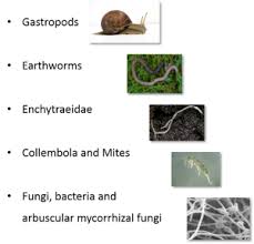 soil organisms